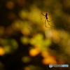 ジョロウグモとBOKEH
