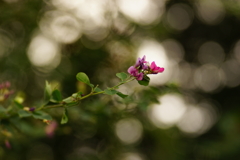 萩の花咲きました