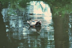 水鳥の波紋