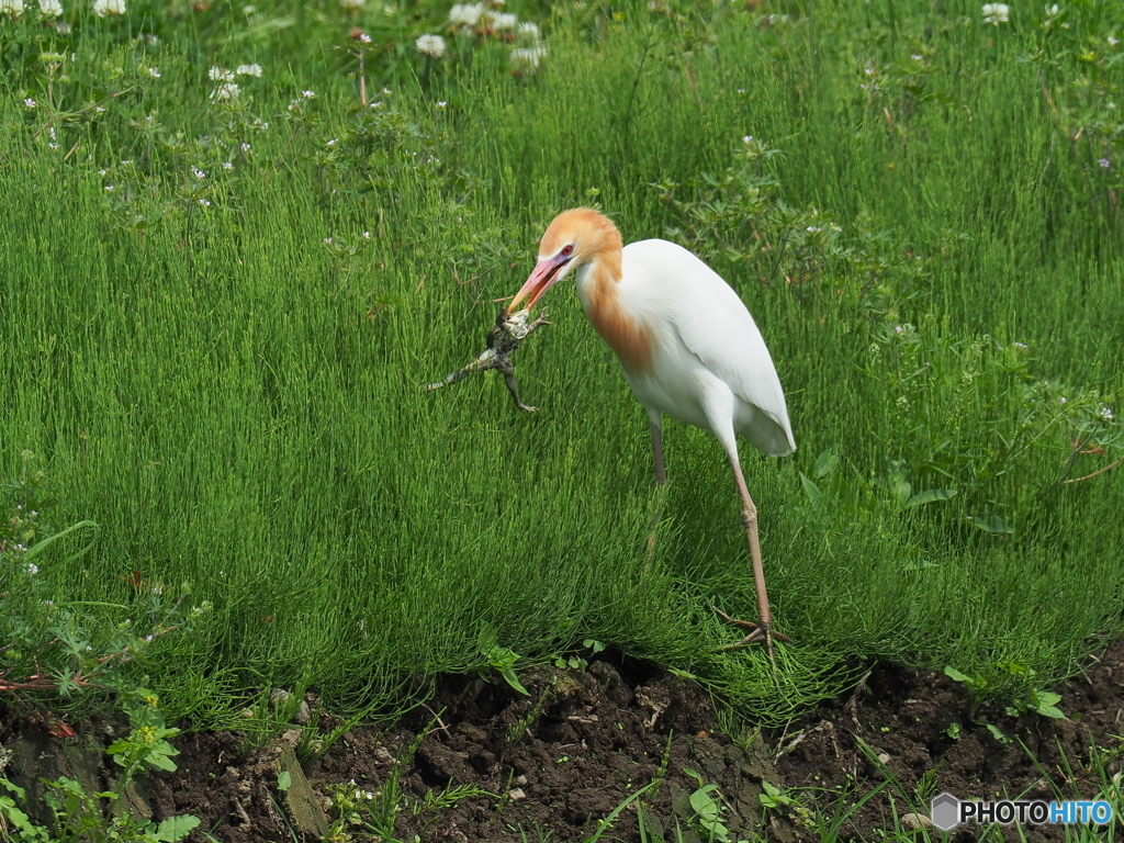 アマサギ　③
