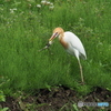アマサギ　③