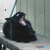 ああ～退屈だにゃ～...