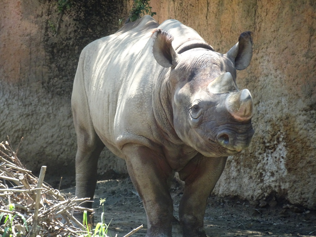 天王寺動物園のサイ