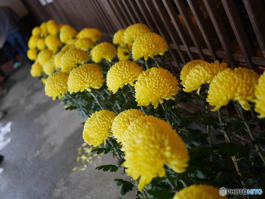 お花