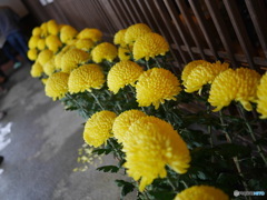 お花