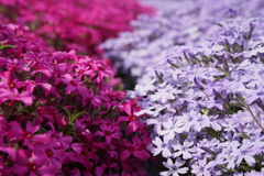 芝桜