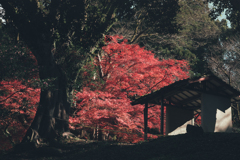 紅葉