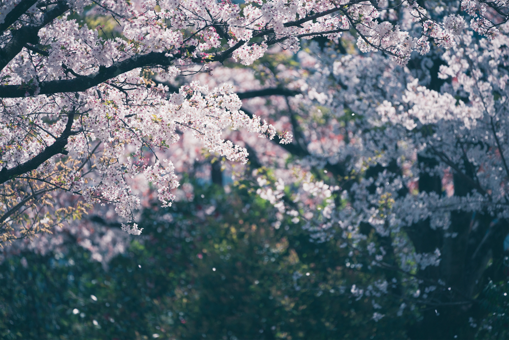 桜