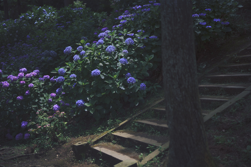 紫陽花