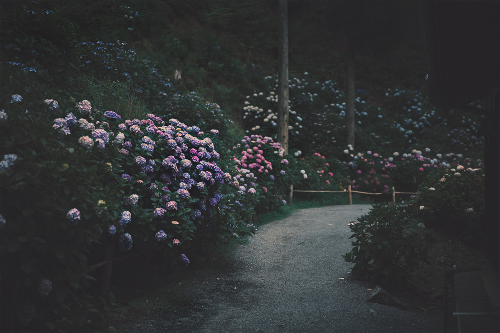 紫陽花