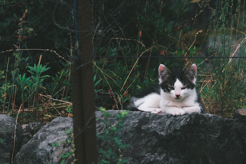 野良猫
