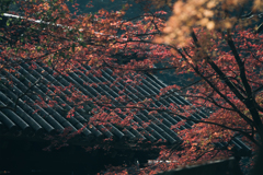 紅葉