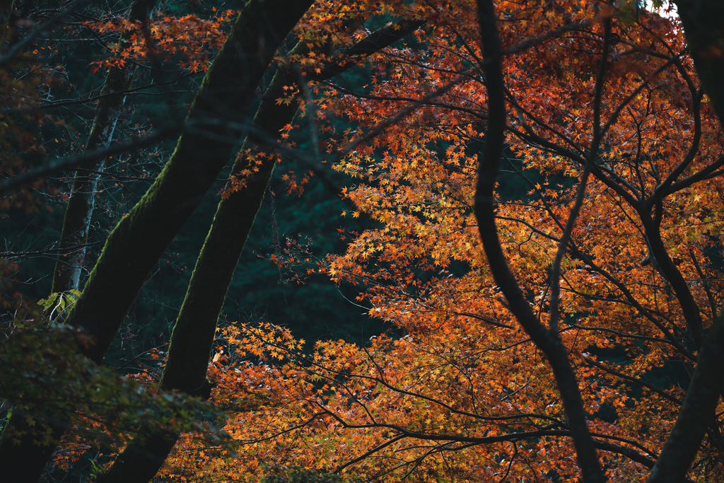 紅葉
