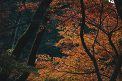 紅葉