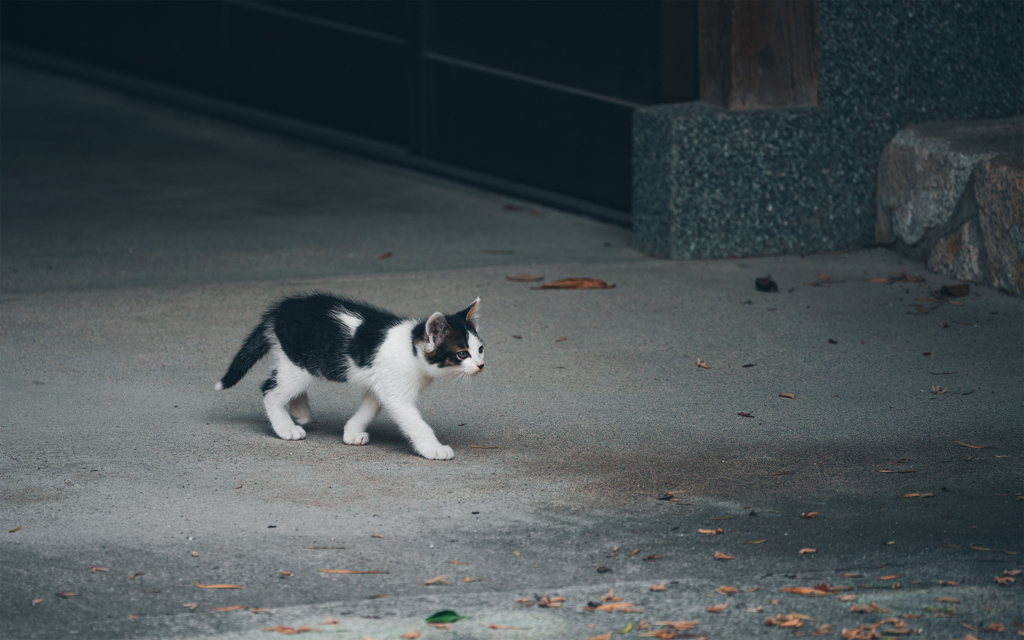 歩く子猫 By Meliath Id 写真共有サイト Photohito