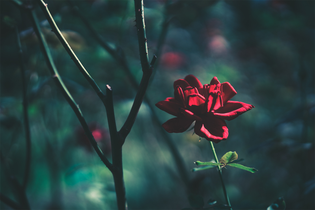 薔薇