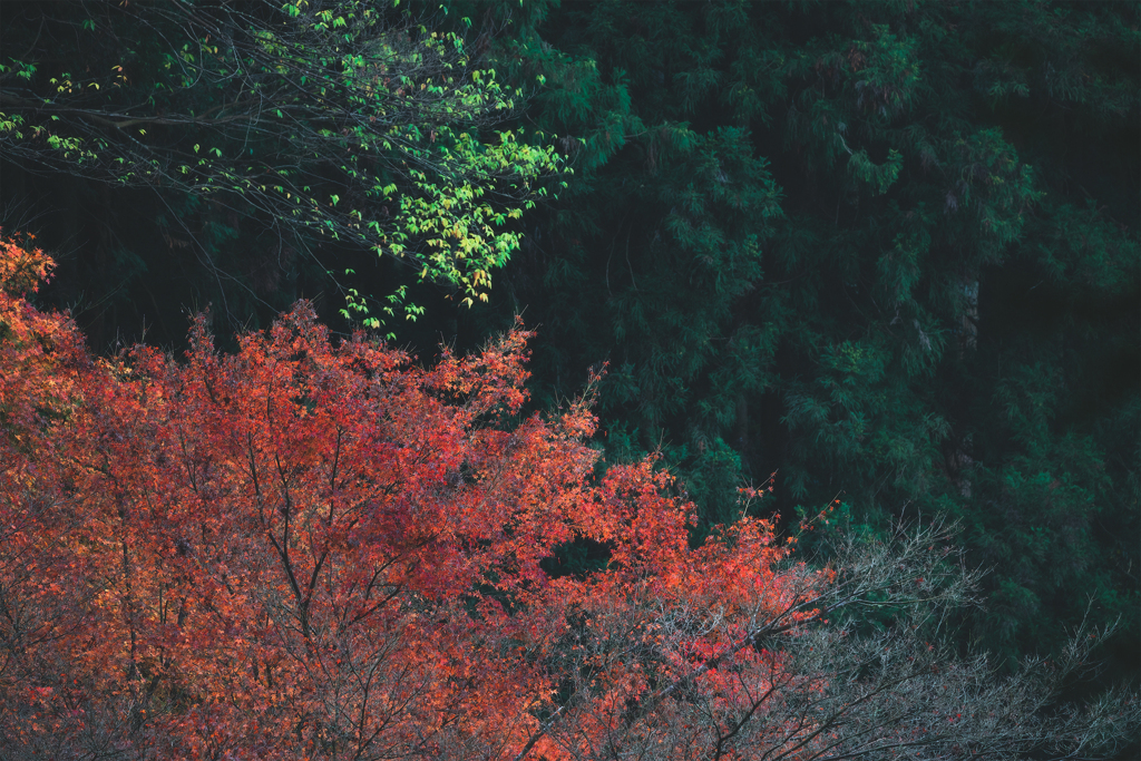 紅葉