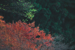 紅葉