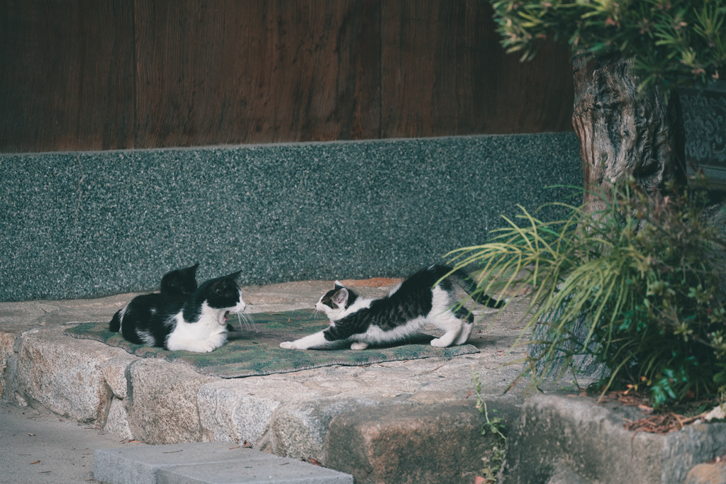 野良猫親子