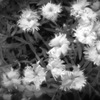 蝶よ花よ(film)