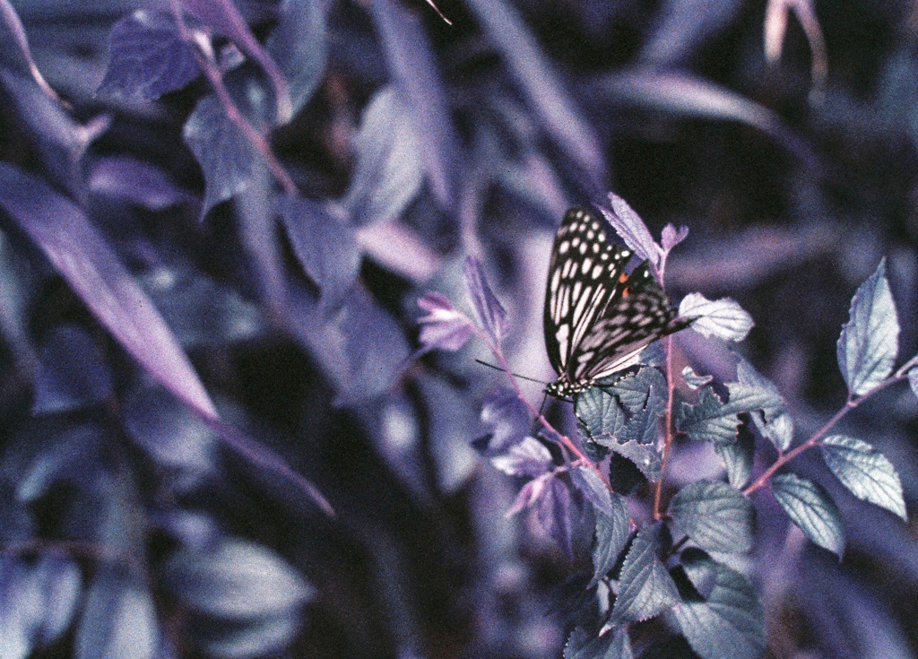 いっしょにあそぼ