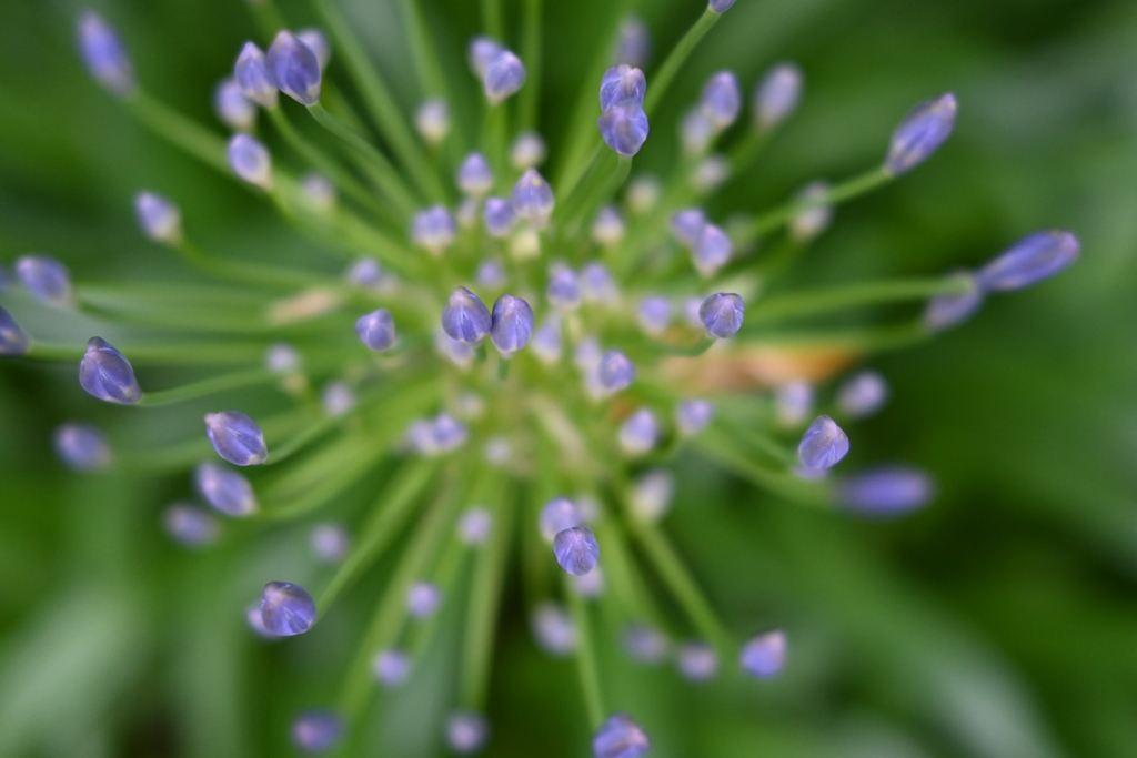 六月の花火