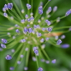 六月の花火