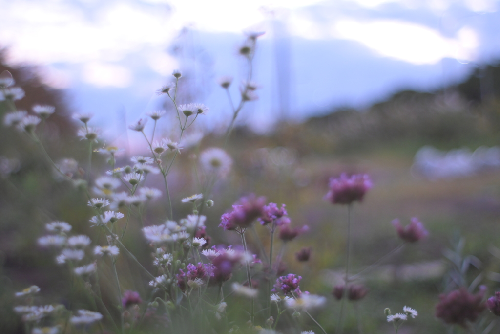 16:52の花色