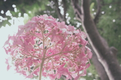 六月の桜