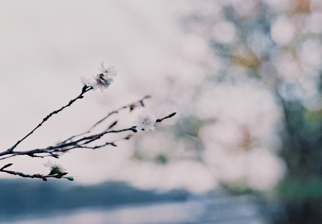 はるまちづきの桜(film)