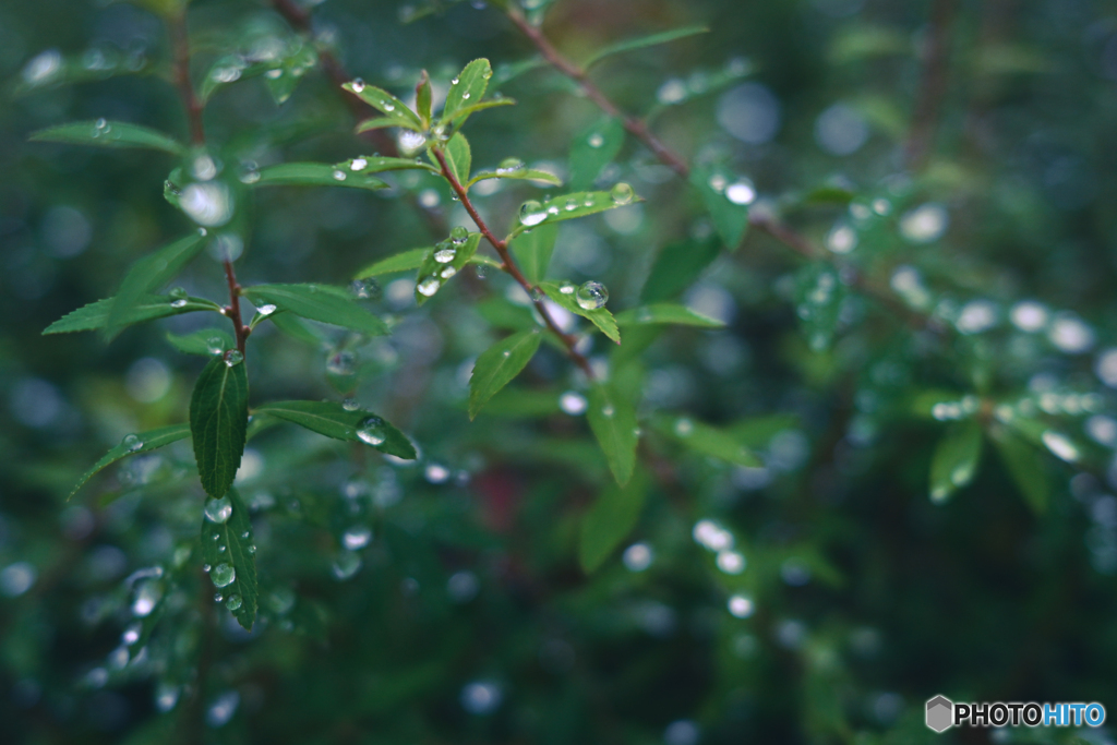 雨粒あつめて