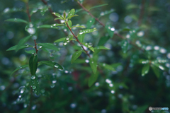 雨粒あつめて