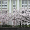 桜雨