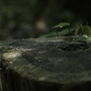 いのちをうけて