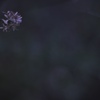 冬のアベリア