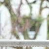 春の雨の色