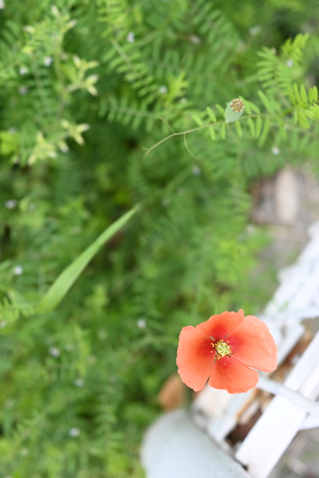 アスタリスク *✳︎