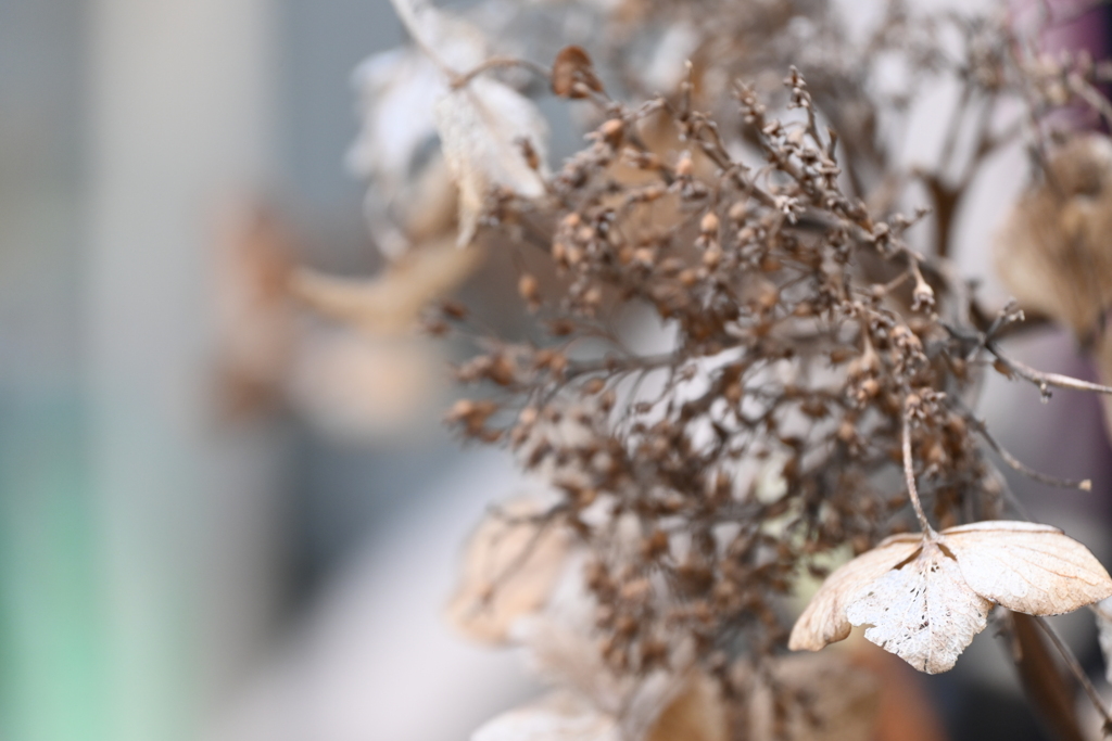 名残りの花