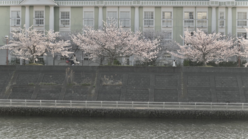 桜雨のない景色