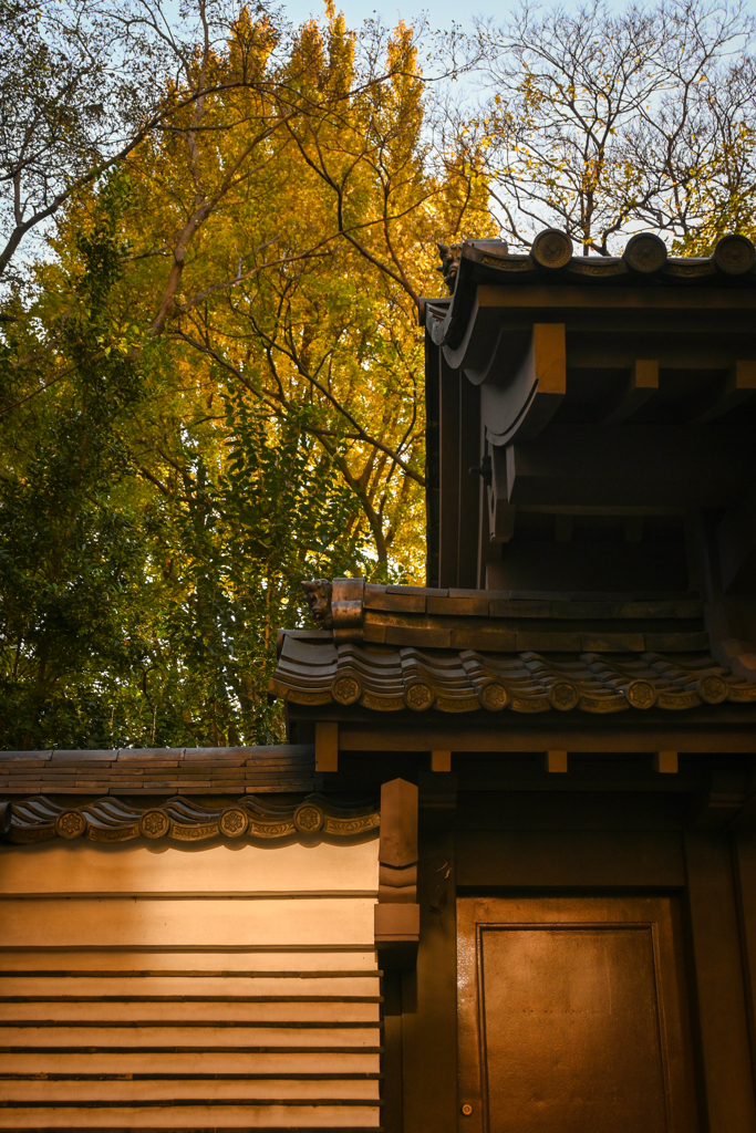 黄金色の時