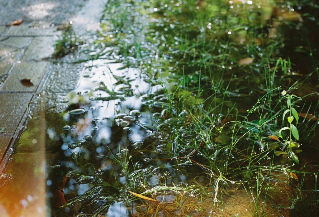 台風一家(film)