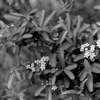 ひしめく(film)