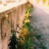 黄いろ咲くいろ(film)