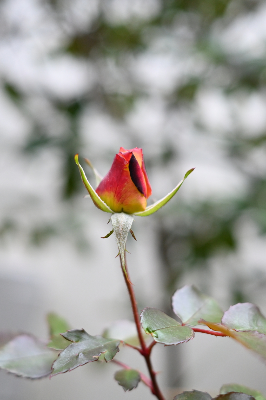 真冬の薔薇