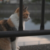 再会の秋