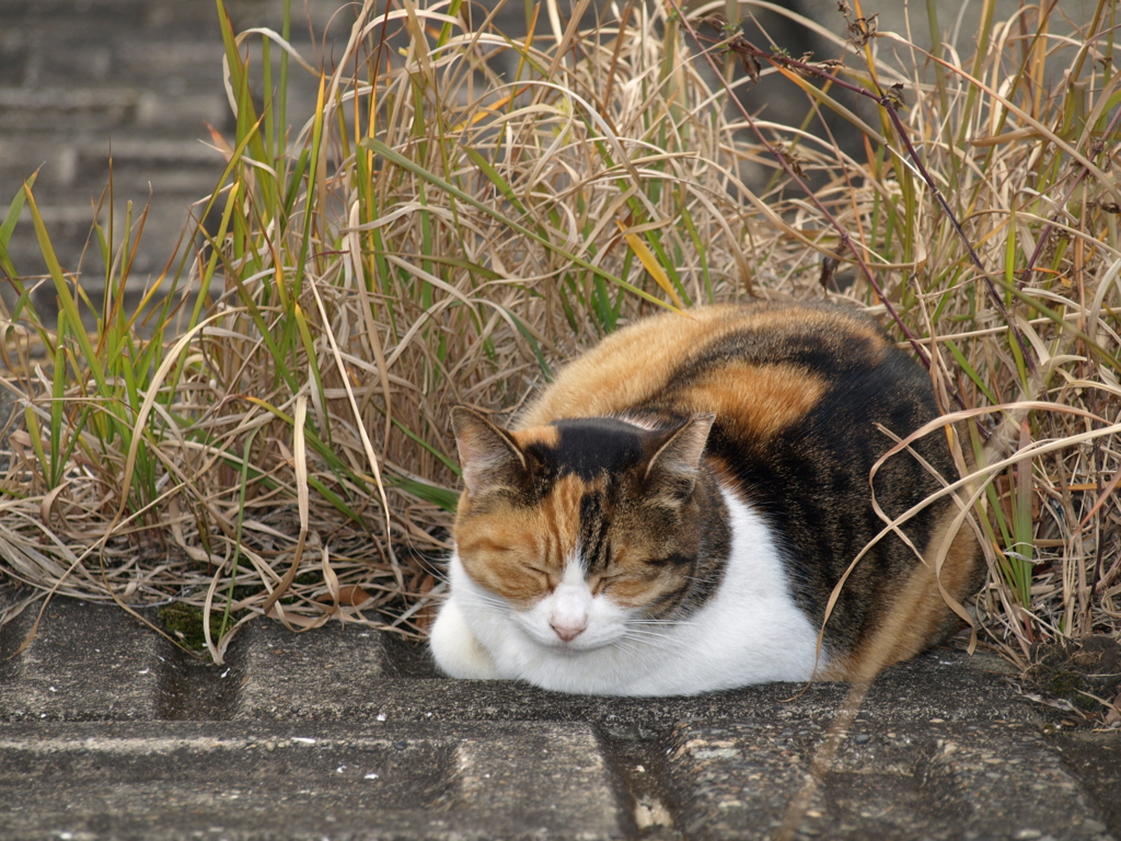 眠り猫の指定席