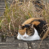 眠り猫の指定席
