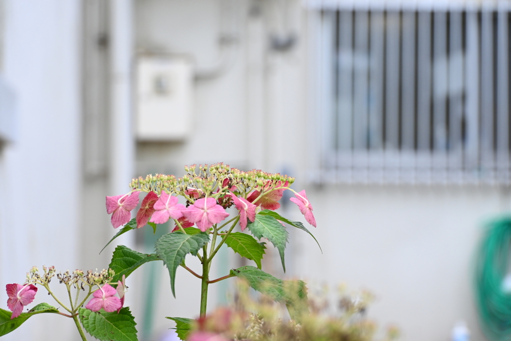 青緑と山紫陽花