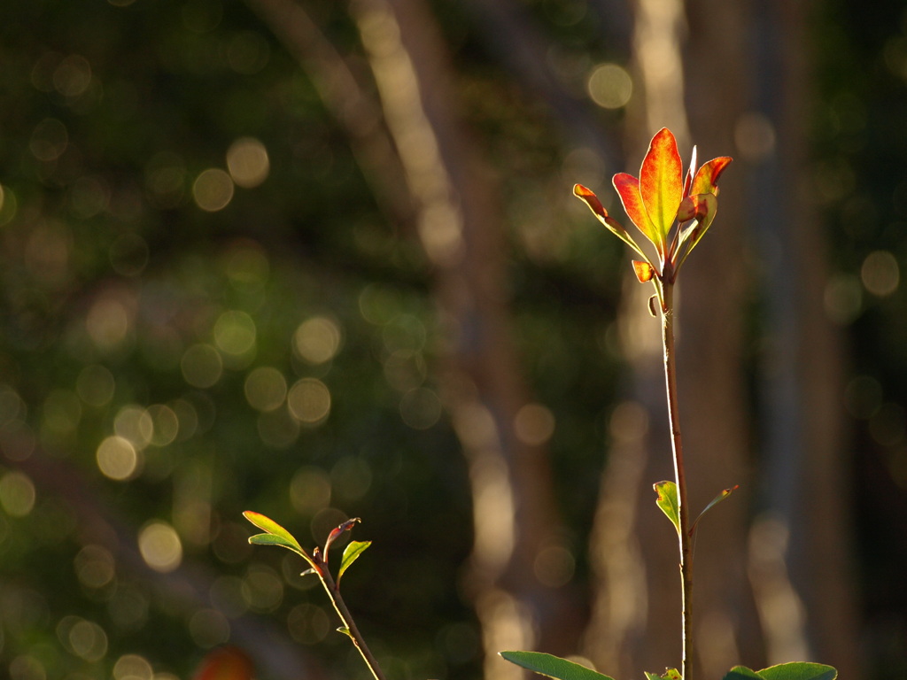 冬の花