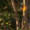 冬の花